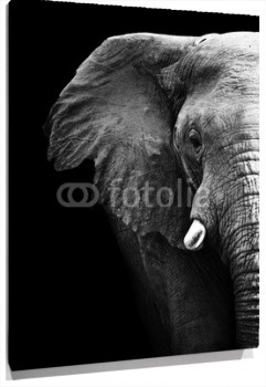 Cuadro Media Cara De Elefante Fondo Negro 100 A Medida